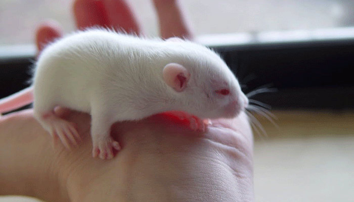 Декоративная крыса альбинос - уникальное создание с красными глазами