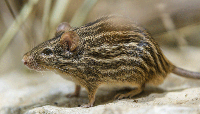 Маленький зверёк дома: сколько живут мыши?