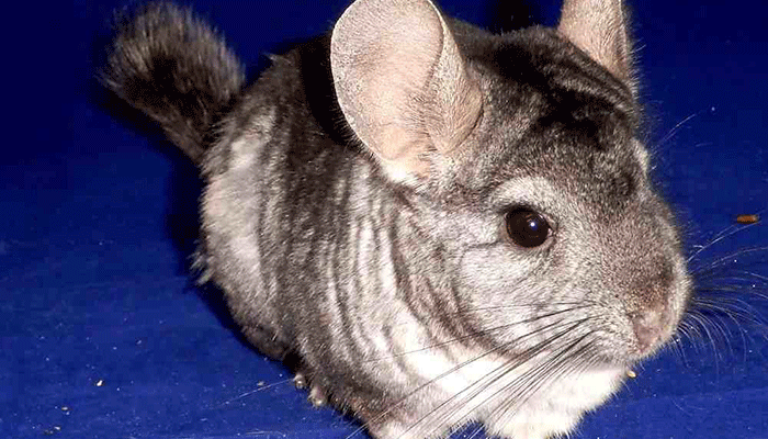 Шиншилла это — описание зверька, родина, поведение в домашних условиях ...