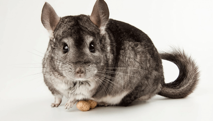 Шиншилла это — описание зверька, родина, поведение в домашних условиях ...