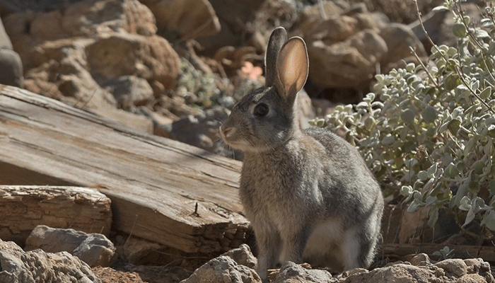 Вы когда-нибудь задумывались, где и как живут кролики в дикой природе?