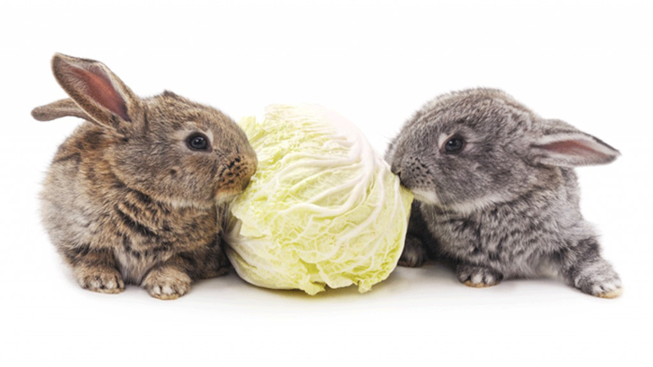 Можно давать кроликам капусту. Заяц ест капусту. Заяц с капустой. Кролик ест капусту. Что едят зайцы.