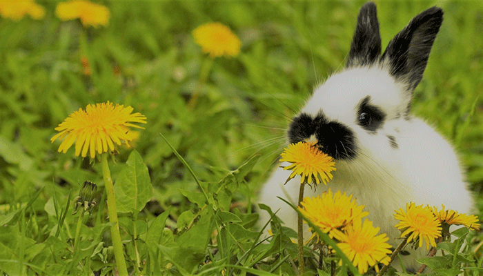 какие растения можно давать кроликам