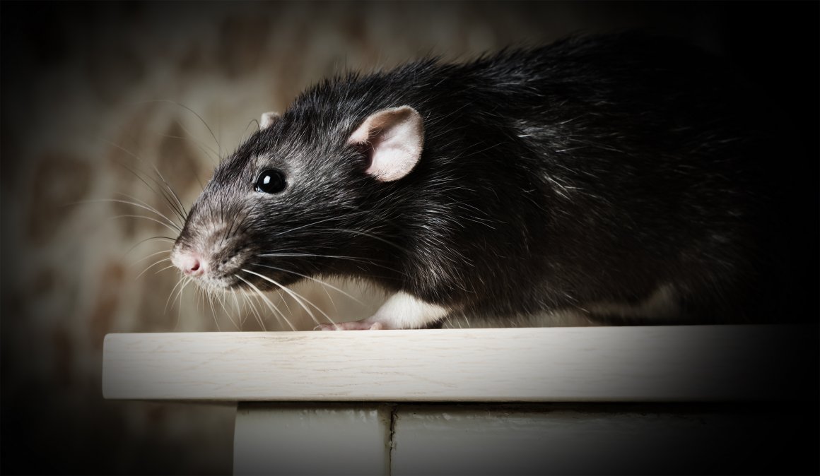 Домашняя черная крыса: 50 фото и описание