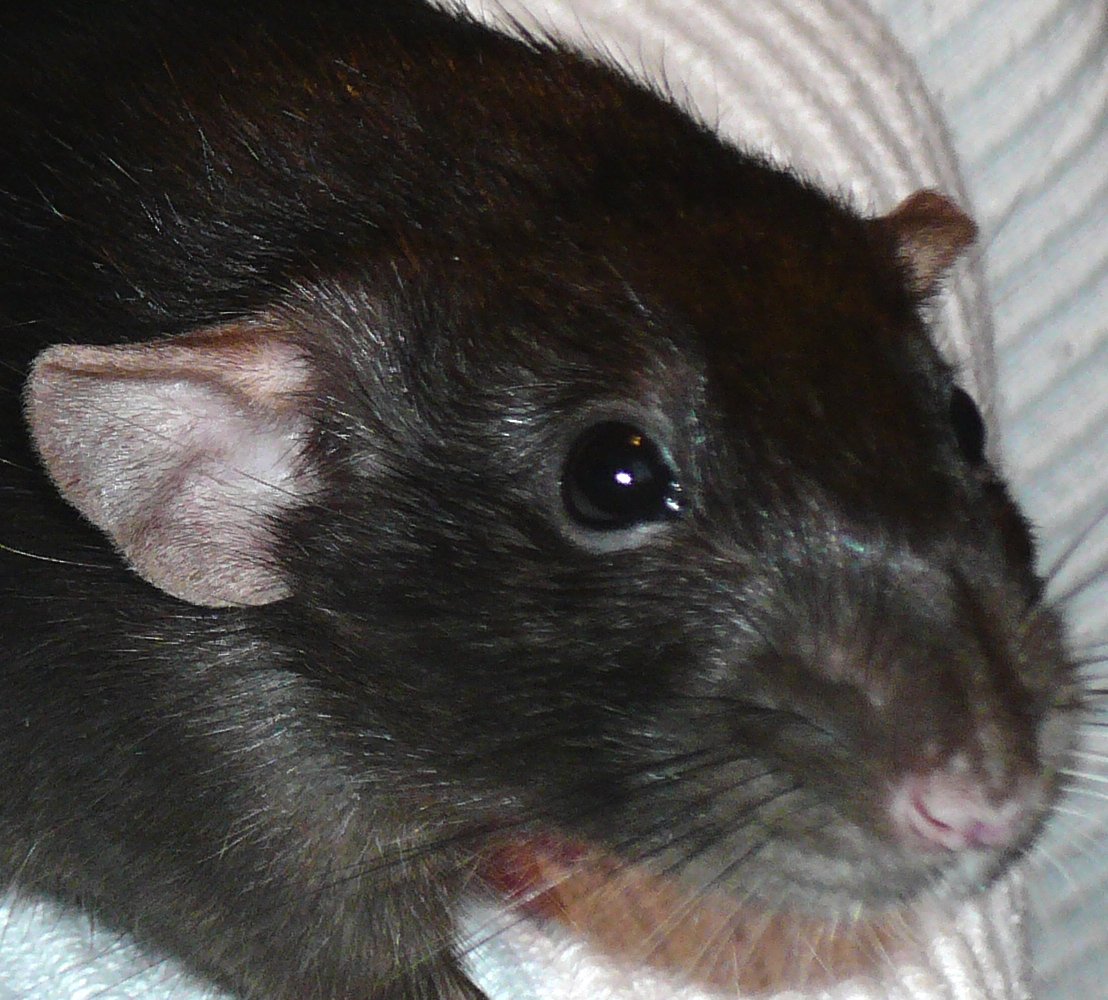 Домашняя черная крыса: 50 фото и описание