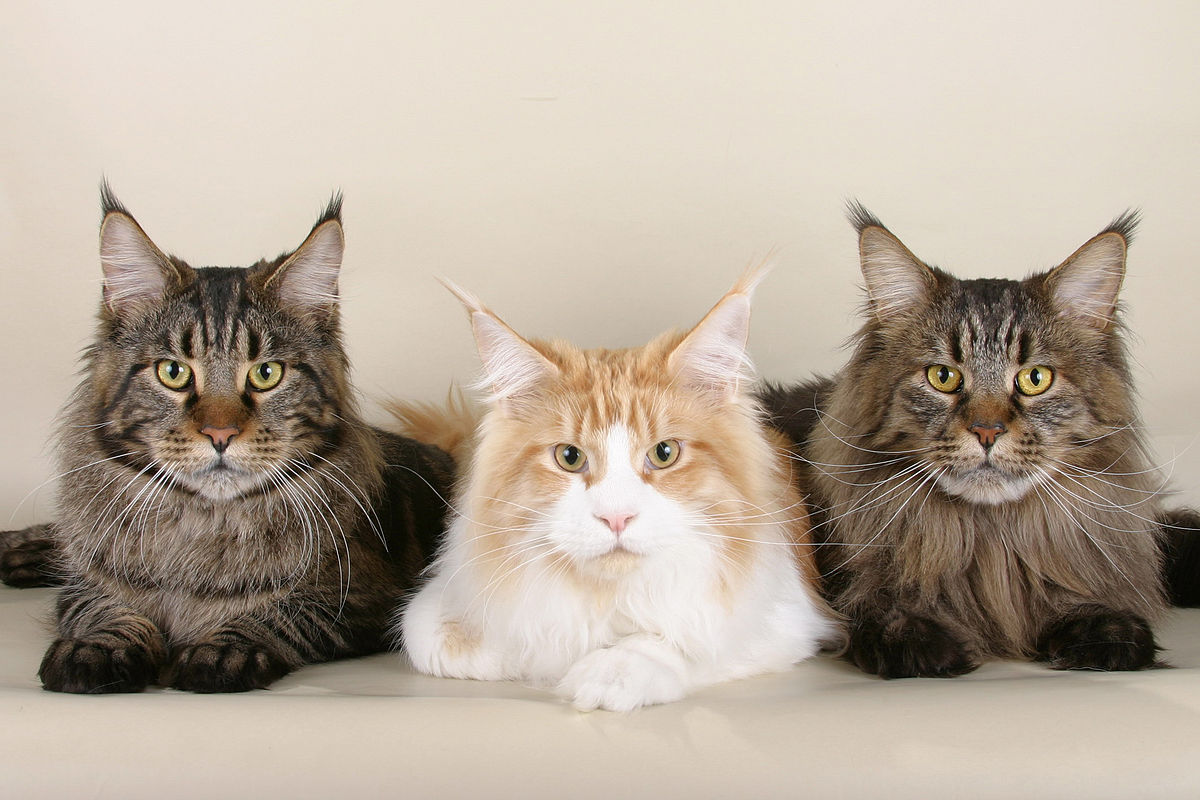 Стрижка котов в домашних условиях: инструкция и фото