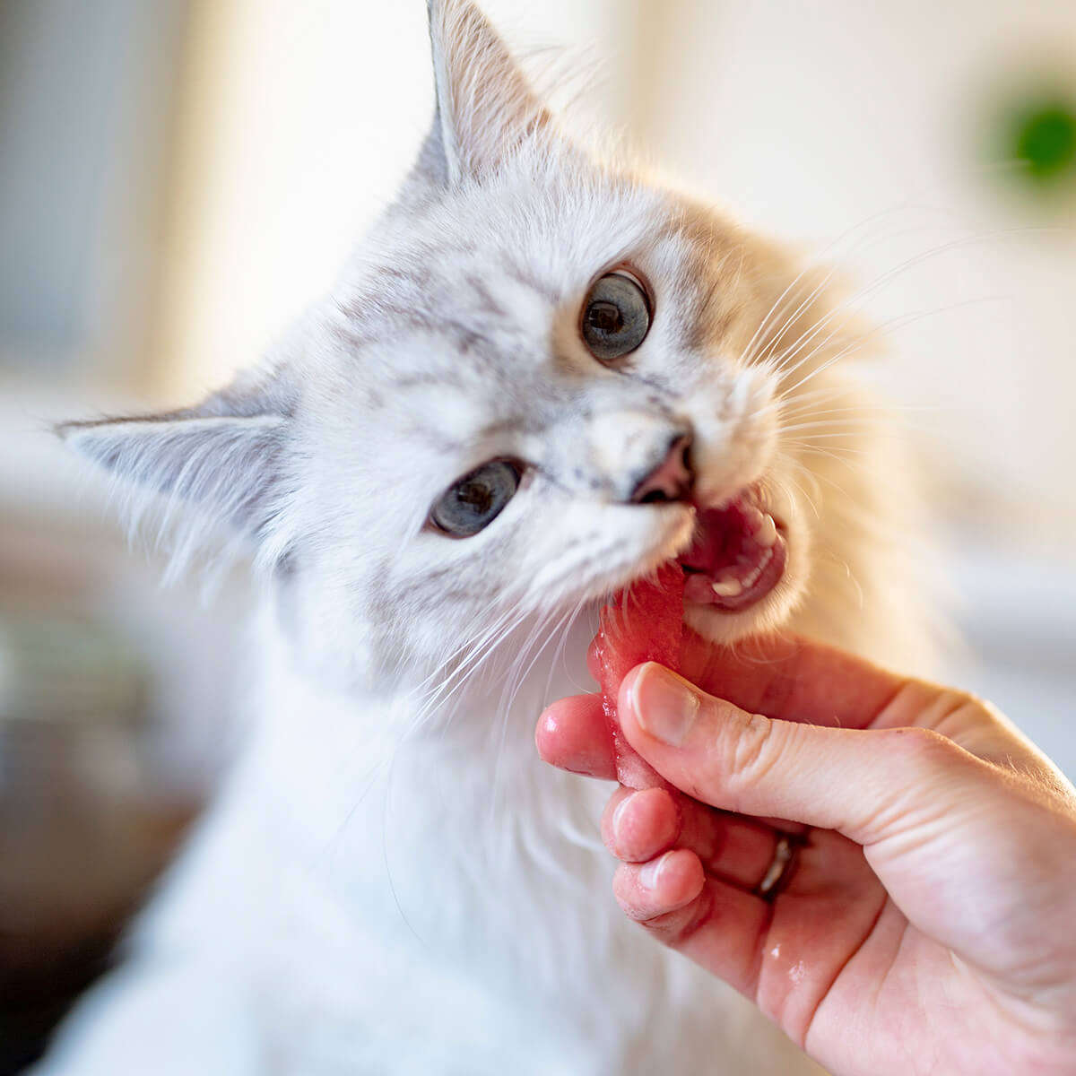 Почему кошка плохо ест: причины и помощь