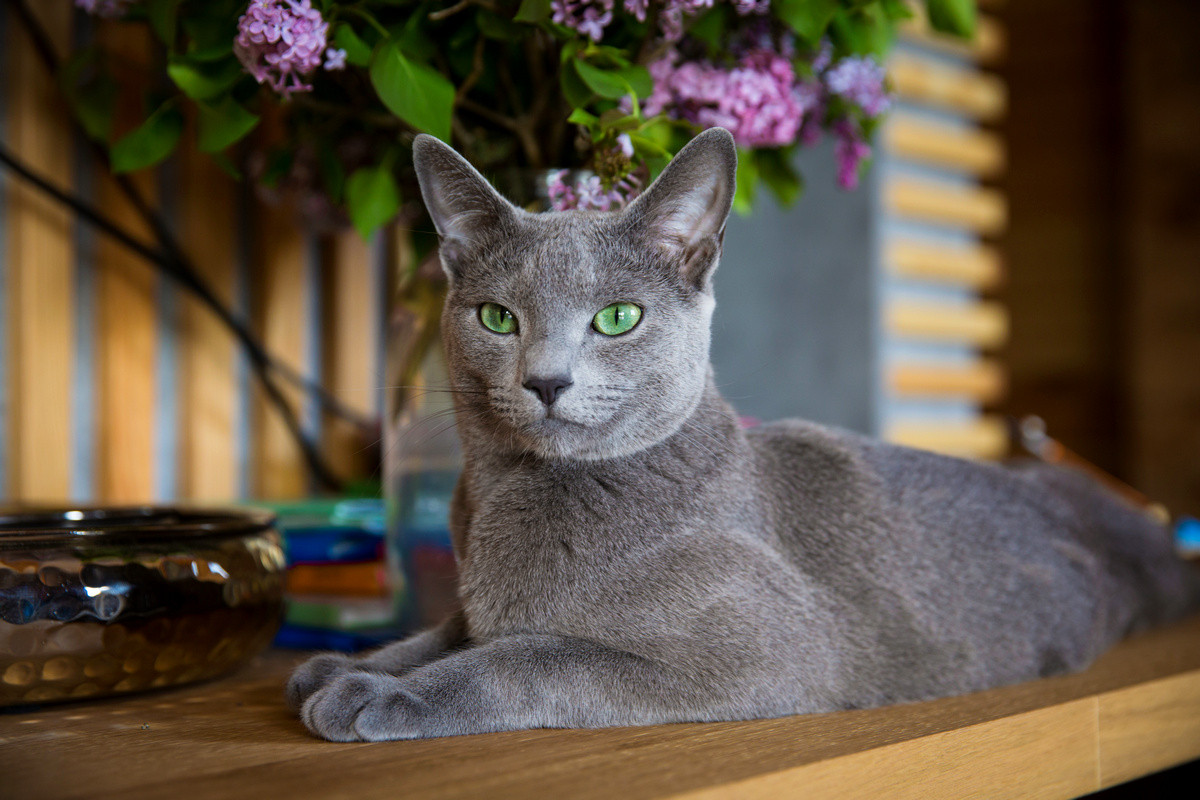 Стрижка котов в домашних условиях: инструкция и фото