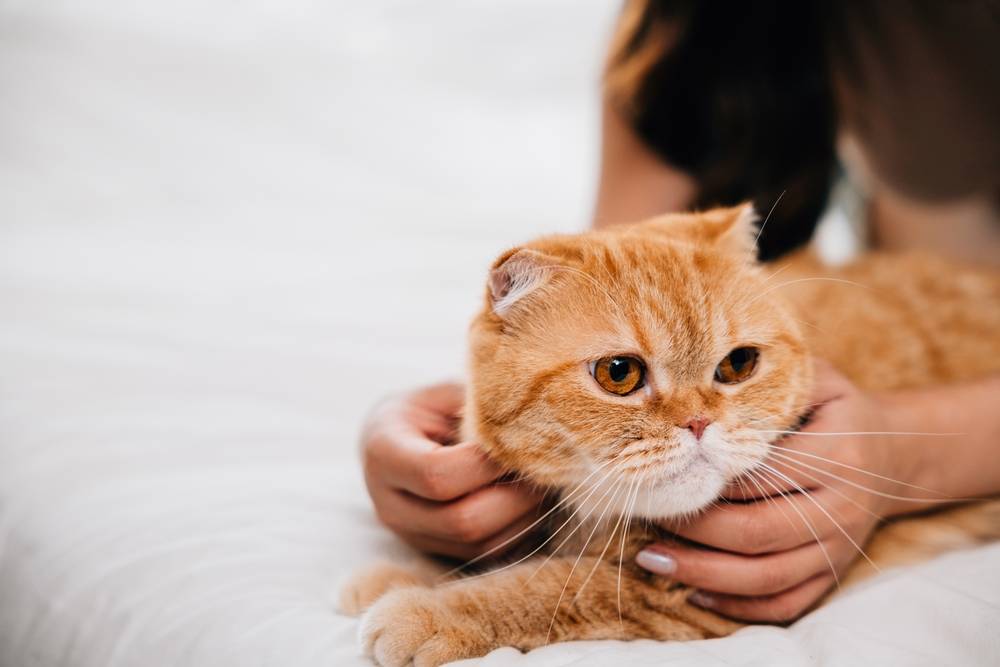 Учимся ухаживать за кошкой: инструкция и советы