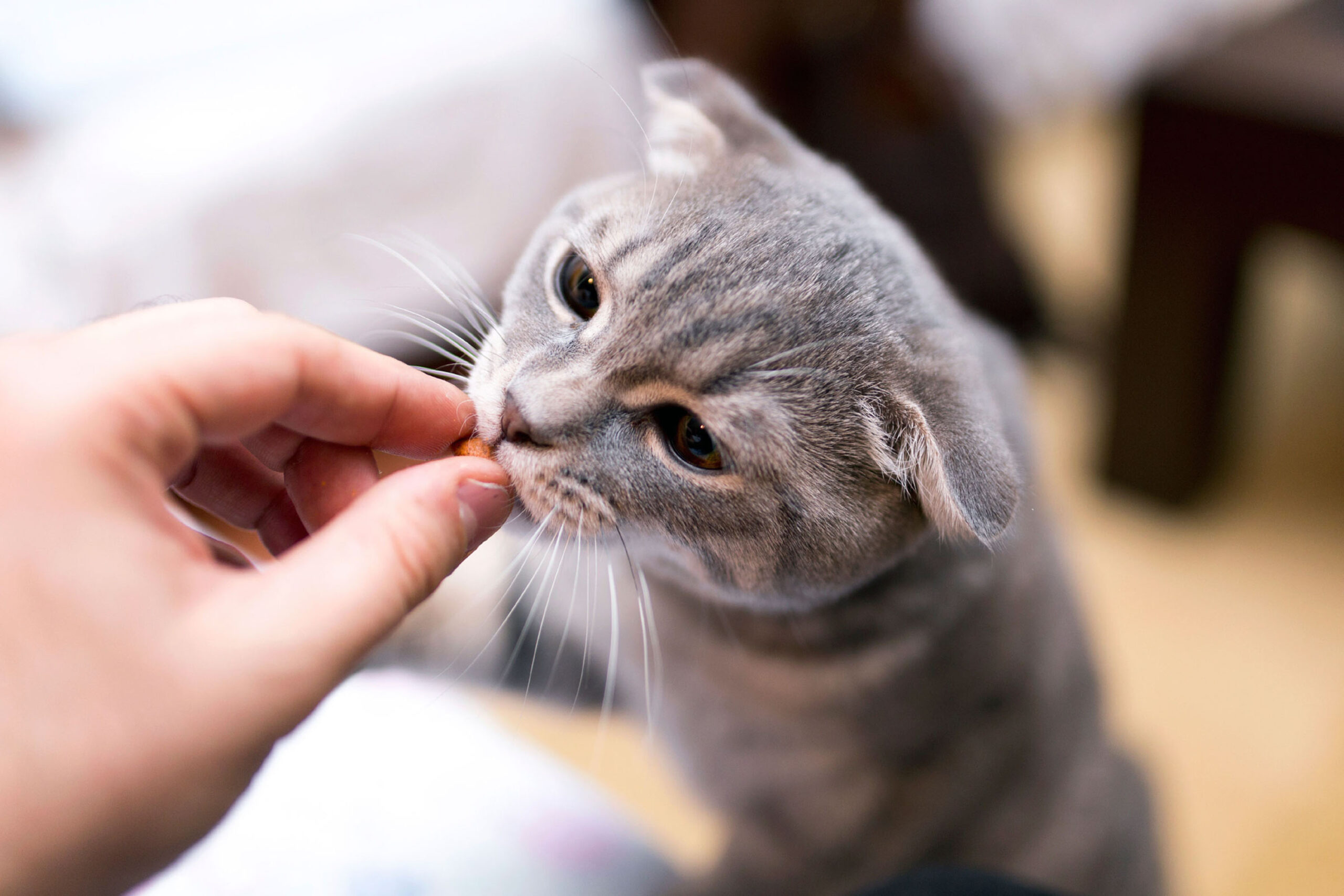 Учимся ухаживать за кошкой: инструкция и советы