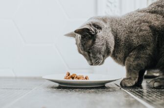 Почему кошка плохо ест: причины и помощь