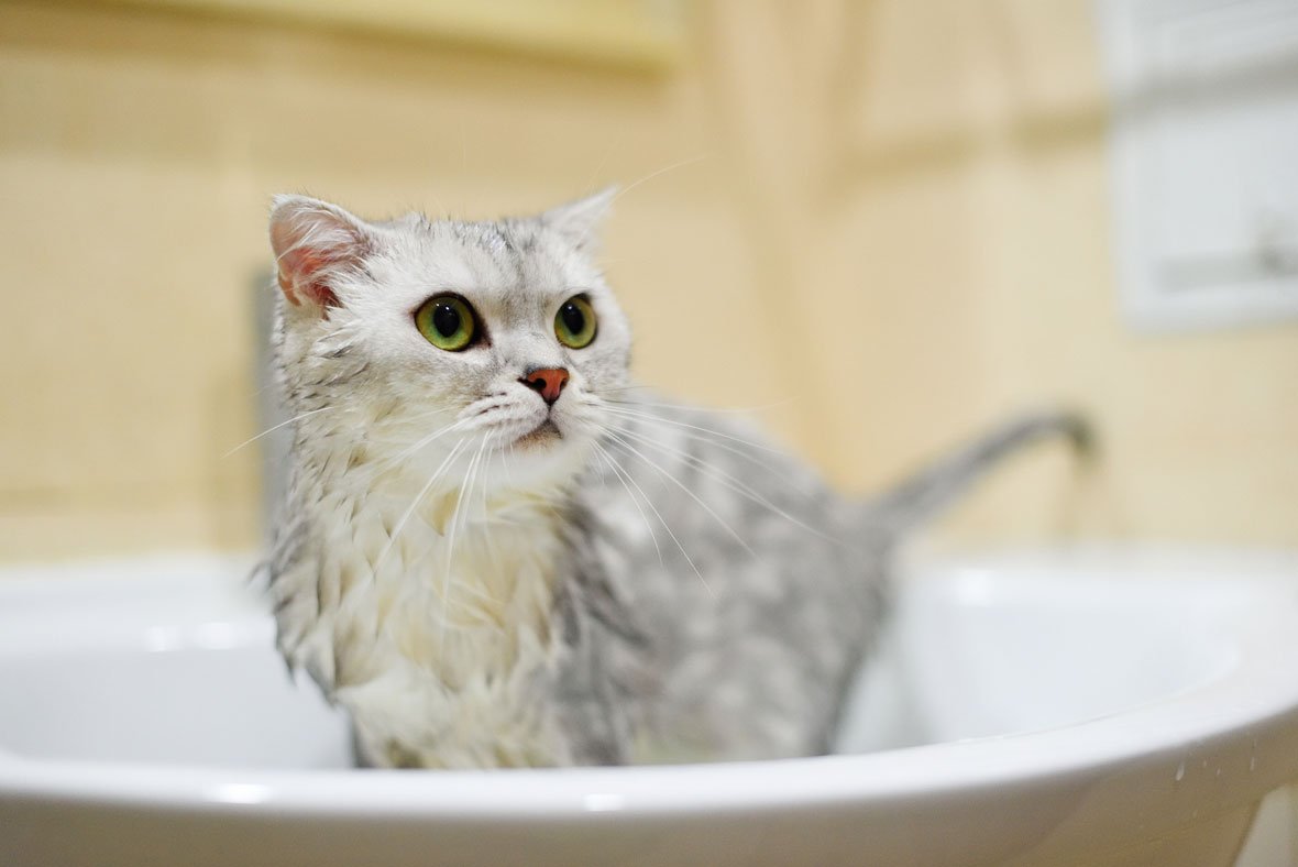 Можно ли мыть кота и как часто это делать?